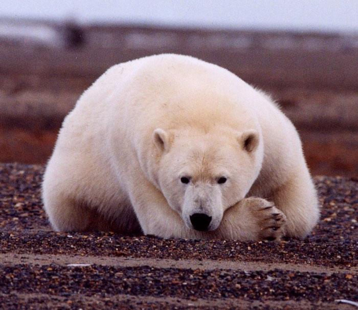 Urso polar gordo e tranquilo descansando na costa do mar de Beaufort, Alasca. Foto: USFWS, domínio público